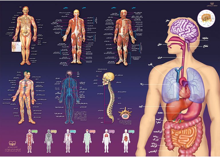آناتومی بدن انسان انتشارات اندیشه کهن