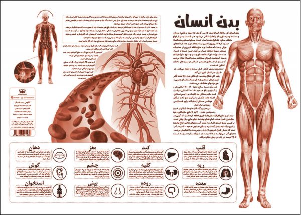 آناتومی بدن انسان