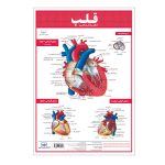 کالبدشناسی قلب