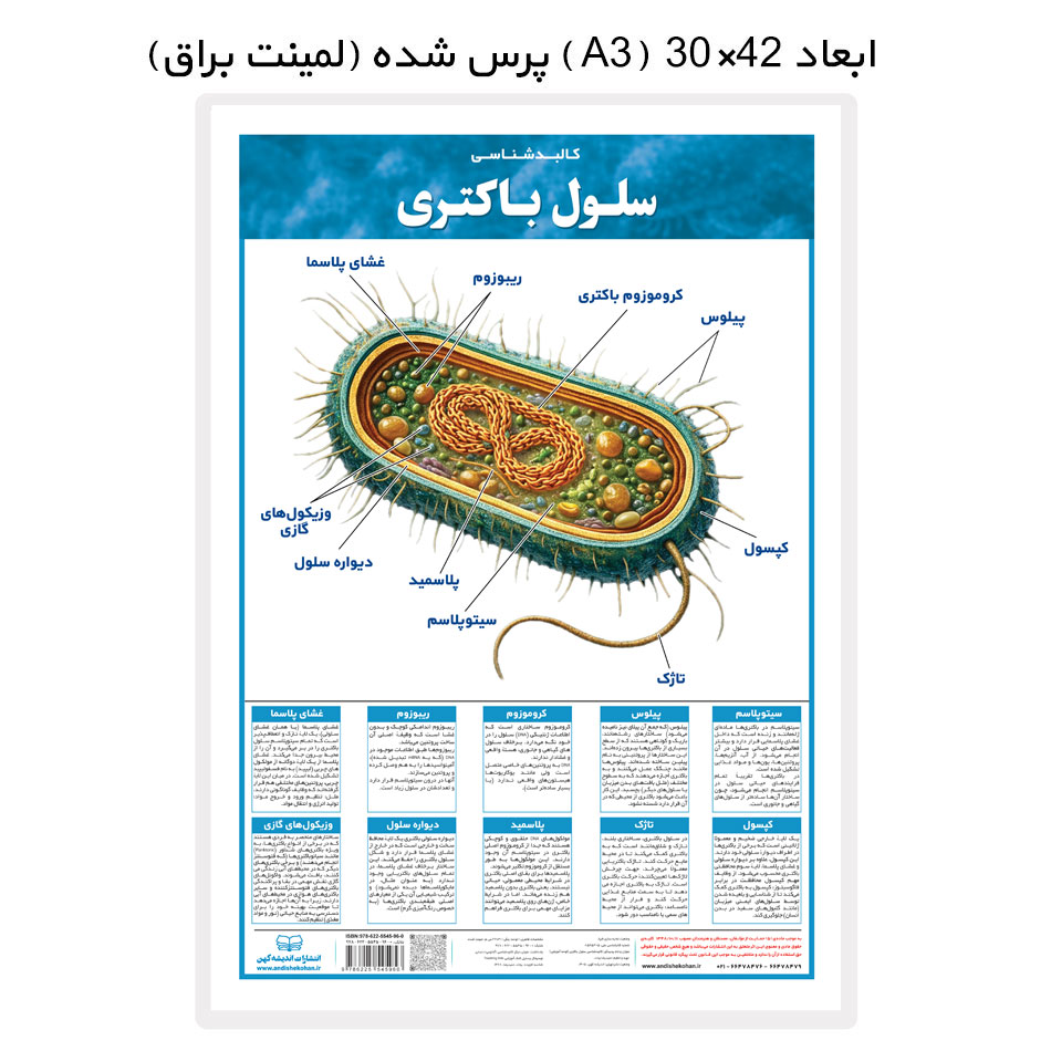 پوستر آموزشی کالبدشناسی سلول باکتری (لمینتA3) انتشارات اندیشه کهن